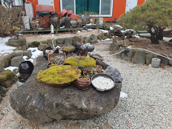 *마당에 여러 식물들이 있어요 - 특히 사장님이 다육이를 좋아하시는 듯 ㅎㅎ