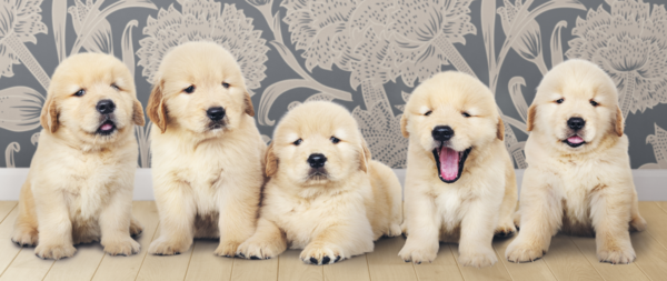 *강아지를 키우는 것이 평생 로망인 이수정 모니카쌤 - 그러나... 지금까지 물고기, 장수하늘소, 누에, 고슴도치, 토끼는 키워도 강아지는 못 키워서 꿈에서도 강아지를 그리워하고 있다. *강아지를 키우는 것이 평생 로망인 이수정 모니카쌤 - 그러나... 지금까지 물고기, 장수하늘소, 누에, 고슴도치, 토끼는 키워도 강아지는 못 키워서 꿈에서도 강아지를 그리워하고 있다.