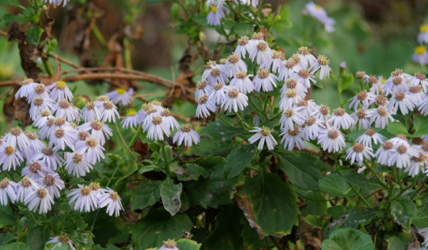 추산쑥부쟁이(Aster chusanensis)