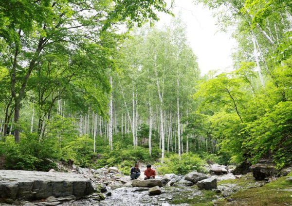 영양군 몸과 마음의 힐링, 영양 자작나무숲