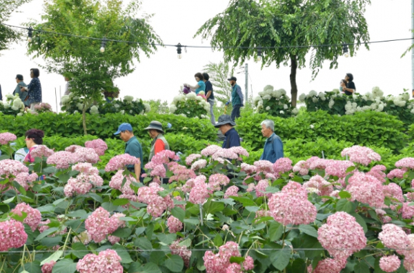 공주시 유구색동수국정원, 한국관광공사 6월 가볼 만한 곳 선정