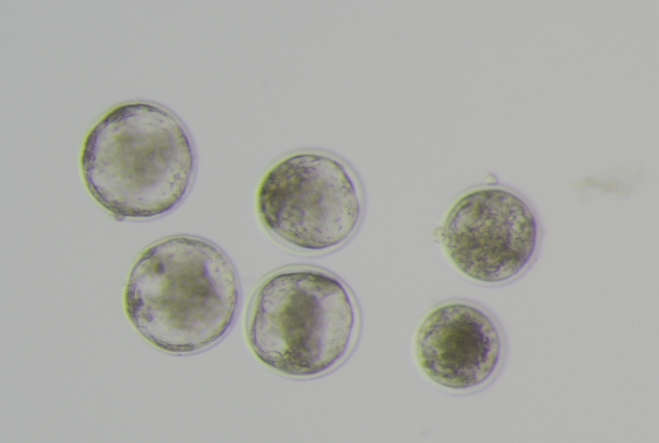 저지종 젖소 수정란