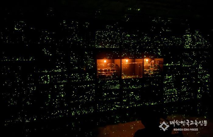 “마치 우주에 온 기분이었어요” 대전곤충생태관, 반딧불이 불빛체험 성지로 등극