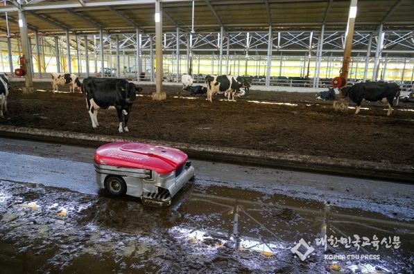 제주도, ‘로봇이 젖소 돌보는 시대’제주 축산업 디지털 혁신 속도